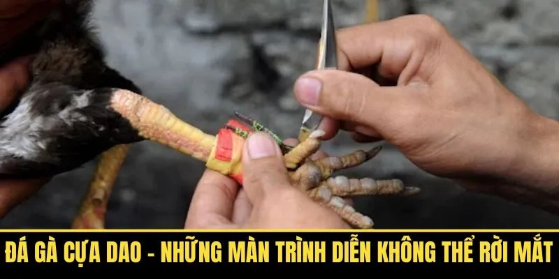 Đá Gà Cựa Dao - Những Màn Trình Diễn Không Thể Rời Mắt