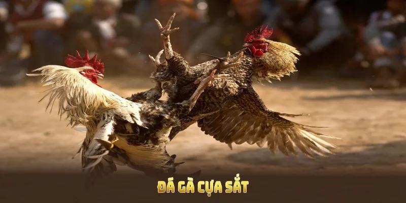 Đá Gà Cựa Sắt Là Nơi Những Chiến Kê Mạnh Mẽ Đọ Sức