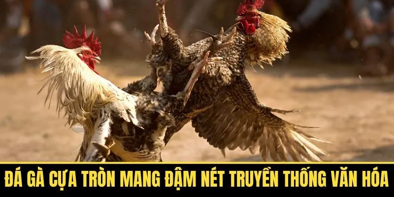 Đá Gà Cựa Tròn Mang Đậm Nét Truyền Thống Văn Hóa