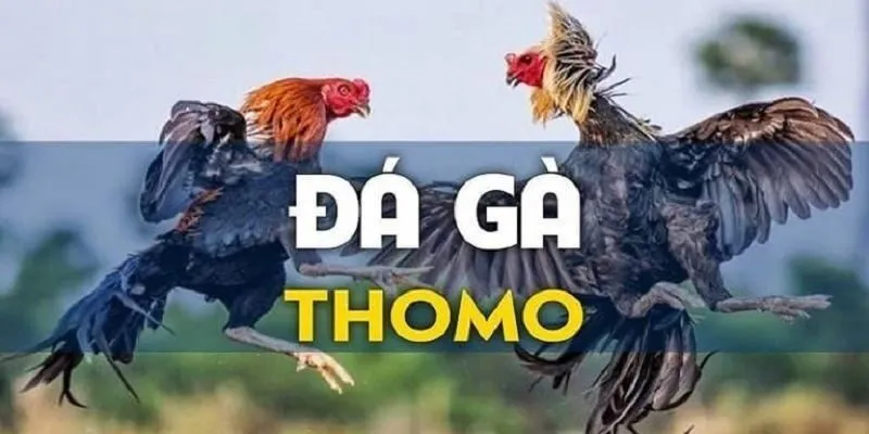 Đá Gà Thomo - Trải Nghiệm Cảm Giác Hồi Hộp Từ Trận Đấu